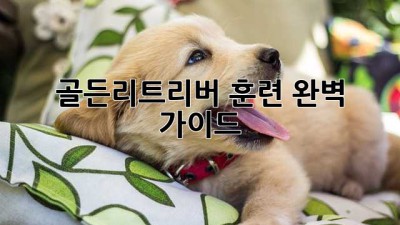골든리트리버 훈련 완벽 가이드